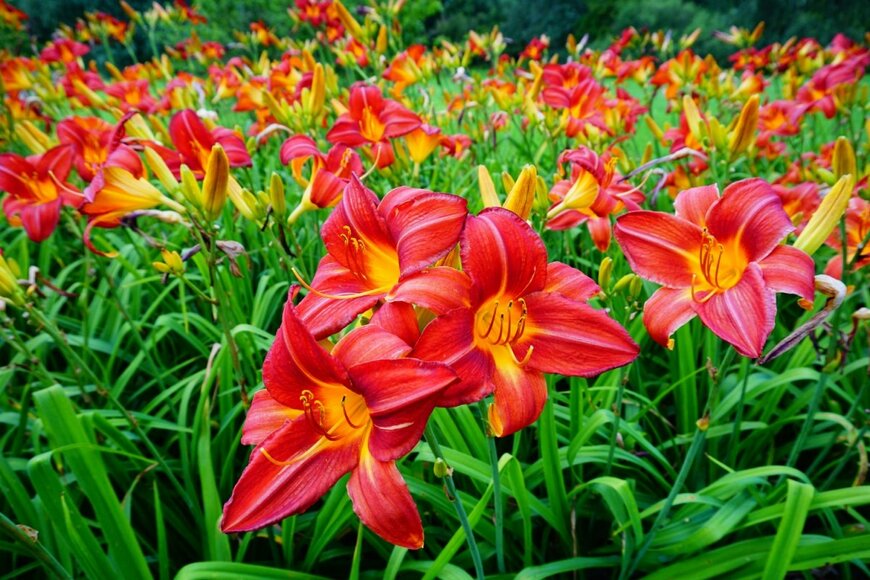 ヘメロカリスの花。色は赤みがかったオレンジ。