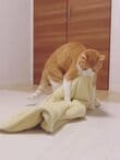 【やり過ぎちゃった】猫が大好きな毛布で遊び続けた結果…まさかの「異変」に思わず爆笑！
