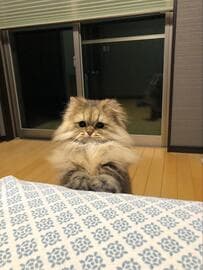 朝の5時半、ベッドの横から視線……　飼い主を待つ「けなげな猫」が可愛い