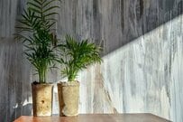 高橋英樹 キッチンで育てる「ウコンの花」を紹介。薄紫ピンクの花に「色が美しく見とれました」「初めてみました！」