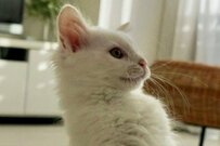 「ヤー！パワー！」元捨て猫さんがボディビルダーみたいな格好に