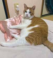 「驚きが顔に全部出てる」“普通の顔→びっくり顔”に変貌した猫ちゃんの表情に笑ってしまう
