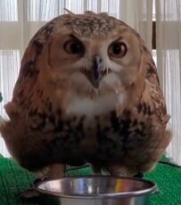 【水分補給中のフクロウ】背後が気になる！？何度もキョロキョロと振り向きながら水を飲む姿が可愛い！「あっちむいてほいみたい」の声