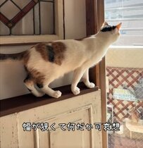 【ペットDIY】奥行き10.5cmの棚を雲形の板で拡張して猫が外を眺めるスペースを作成。窓辺の空間に広げ、室内飼いのペットが快適に過ごせる環境を整える工夫