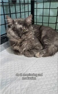 「7階からの転落」を生き延びた猫、片目を失いながらも懸命に回復する姿に反響