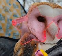 ビジュ良すぎ！パリピな【メンフクロウ】のキュートすぎるサングラス姿に反響続々　「めっちゃキメキメやん」