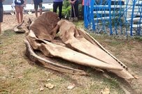 【小笠原諸島】土に埋められた「推定10mの巨大海洋生物」を掘り出す　とてつもない大きさに思わず目を疑う