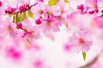 【2024年度の公的年金は2.7％増額へ】増えたようで増えてない！？年金額ってどうやって決まるの？