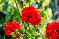 初夏の空に映える【ゼラニウム主役の洗練された寄せ植え】いっしょに植えたい寄せ植えの名パートナー2選