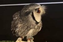 【誰にも渡したくない】ヘビのぬいぐるみを愛するフクロウ　「まさかの行動」に思わずほっこり