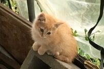 10年前…生後1カ月で庭から保護した猫 「激しい」ビフォーアフターに「なんとまあ立派に巨大化して！」の声