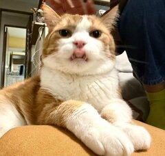 【いたずらを反省？】窓の外から見つめる猫の切ない表情に「許して〜」と反響
