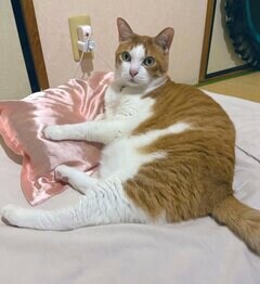 「驚きが顔に全部出てる」“普通の顔→びっくり顔”に変貌した猫ちゃんの表情に笑ってしまう