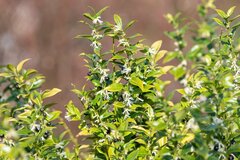 日陰に強い【ほぼ手入れいらずの庭木】成長ゆっくりで初心者でも育てやすい《常緑低木》厳選3種