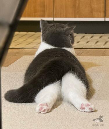 罪深いおしり」をしていた猫さんが…「2年後」の光景に10万件の
