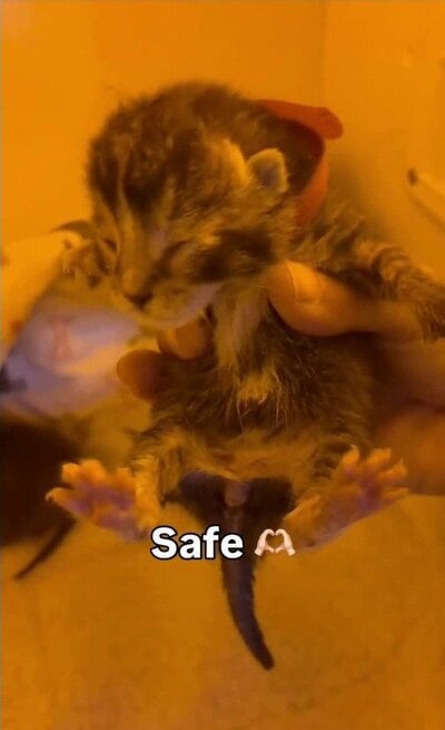 スタッフに優しく抱き上げられる子猫