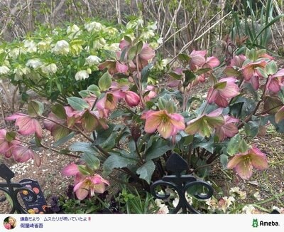 假屋崎省吾の公式ブログ投稿