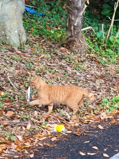 颯爽と走っていく猫ちゃん