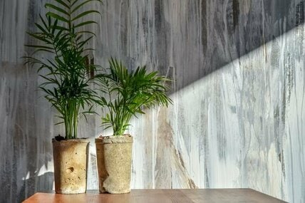高橋英樹 キッチンで育てる「ウコンの花」を紹介。薄紫ピンクの花に「色が美しく見とれました」「初めてみました！」