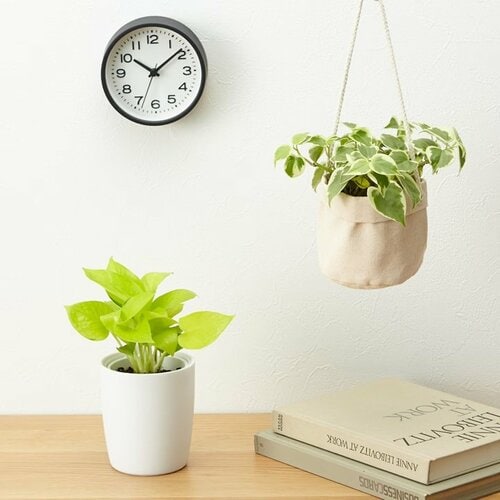 底面給水鉢の観葉植物・3号（ペペロミアセルペンス・ポトス）