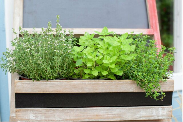 【ガーデニング】ハーブの寄せ植えを家庭菜園で！「オススメの組み合わせパターン3選」