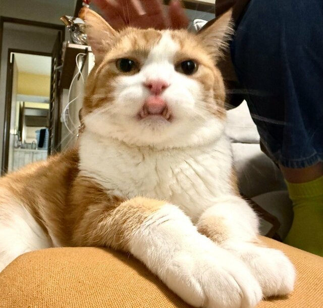 【いたずらを反省？】窓の外から見つめる猫の切ない表情に「許して〜」と反響