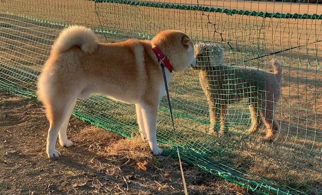 友達を作りたかった柴犬 うまくいかなかった「切ない表情」に共感してしまう