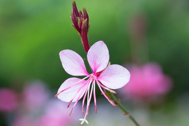 【ガーデニング】一年草と多年草、宿根草の違いとは？秋に美しい花が咲くオススメ植物も紹介