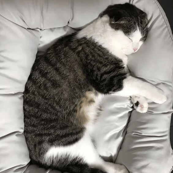 中綿がしっかり入っているので猫の身体を優しくつつみ込みます