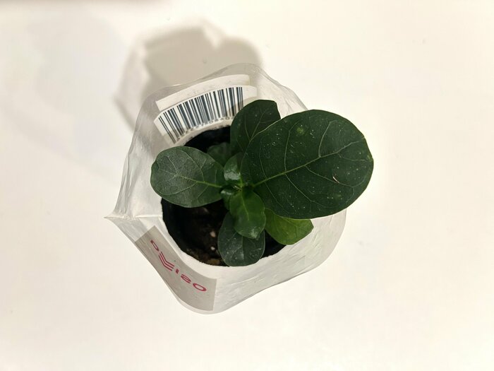 上から見ると生えて間もない葉が見えます