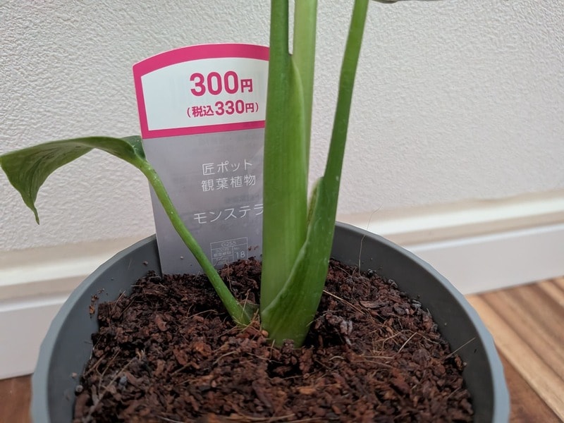 ダイソー　匠ポット観葉植物
