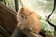 10年前…生後1カ月で庭から保護した猫 「激しい」ビフォーアフターに「なんとまあ立派に巨大化して！」の声