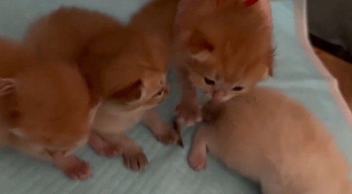 出所：@momosuikitty