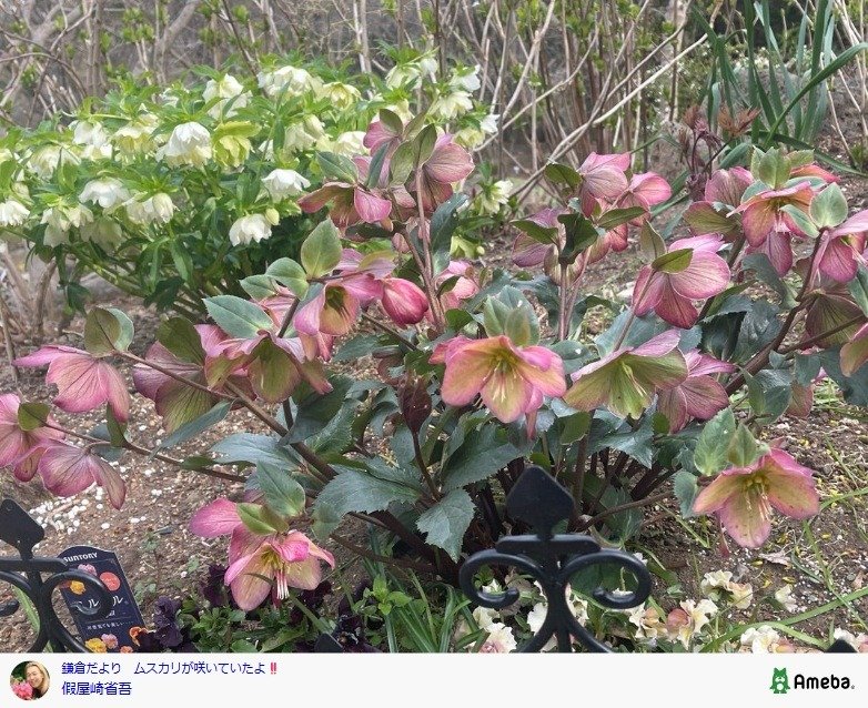 出所：假屋崎省吾の公式ブログ　参照日：2026年3月13日