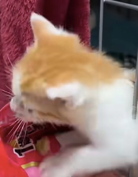 出所：@nekokamasu