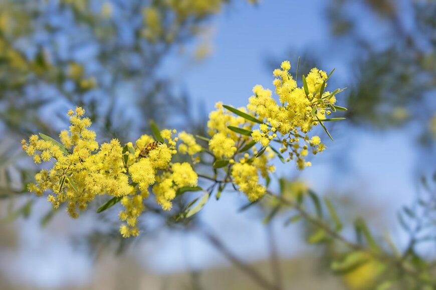 Sherjaca/Shutterstock.com