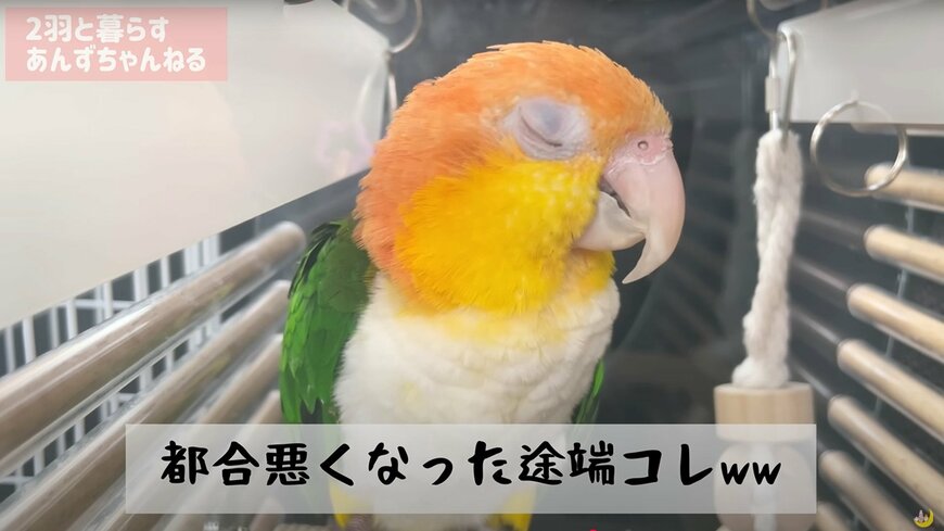 出所：@anz_omomiri