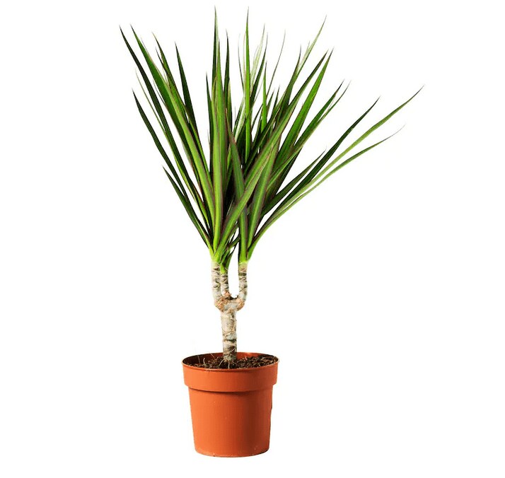 画像出典：イケア公式