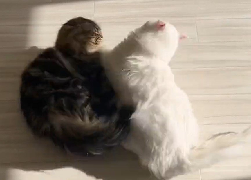 出所：@meltube_cat