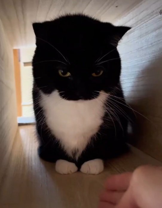【話題】猫ちゃんの紳士な猫パンチに1万3000いいね！可愛すぎるパンチの連続ワザに海外のSNSユーザーから反響多数