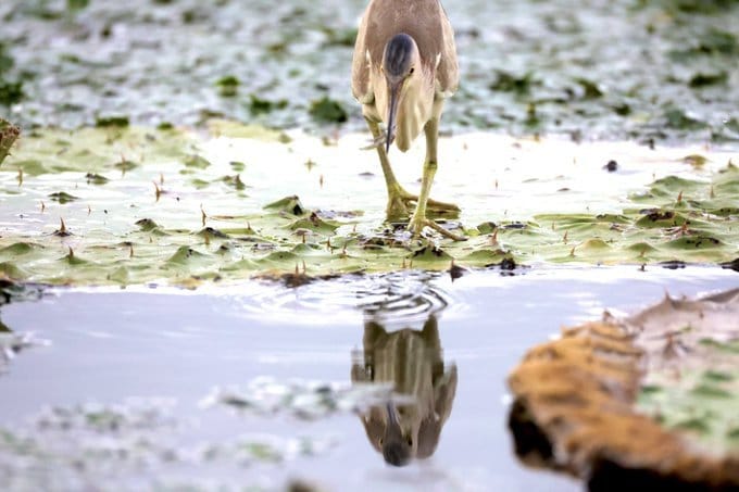 出所：@aganoyaさん提供