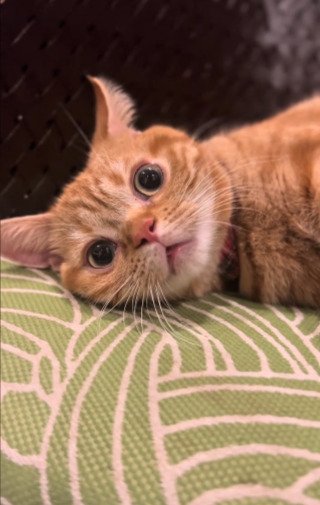 これは可愛すぎる！キュートな猫ちゃんが見せる姿が「あざと可愛い」とSNSで話題に！