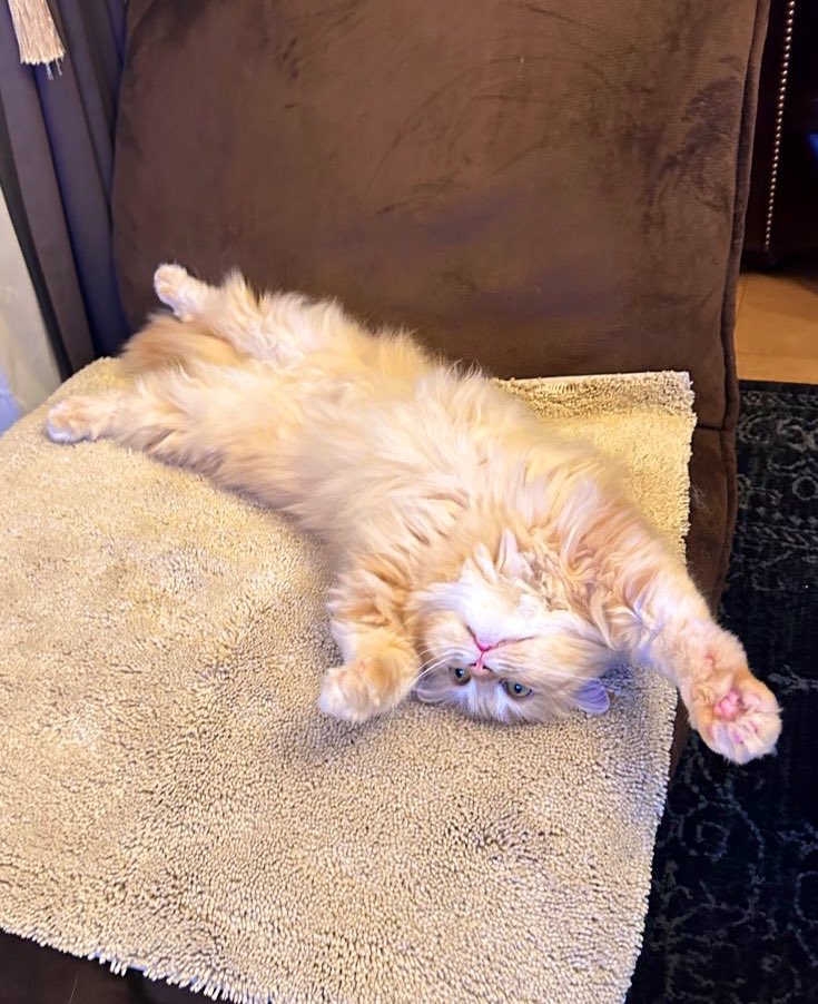 出所：@NEKOLAND13