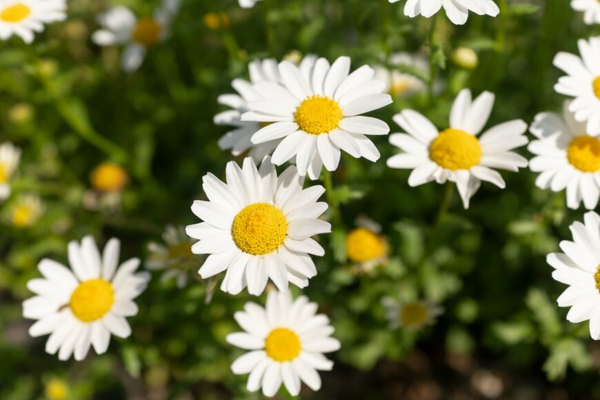 midfield man/shutterstock.com