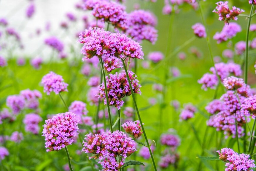 Thongchai S/shutterstock.com