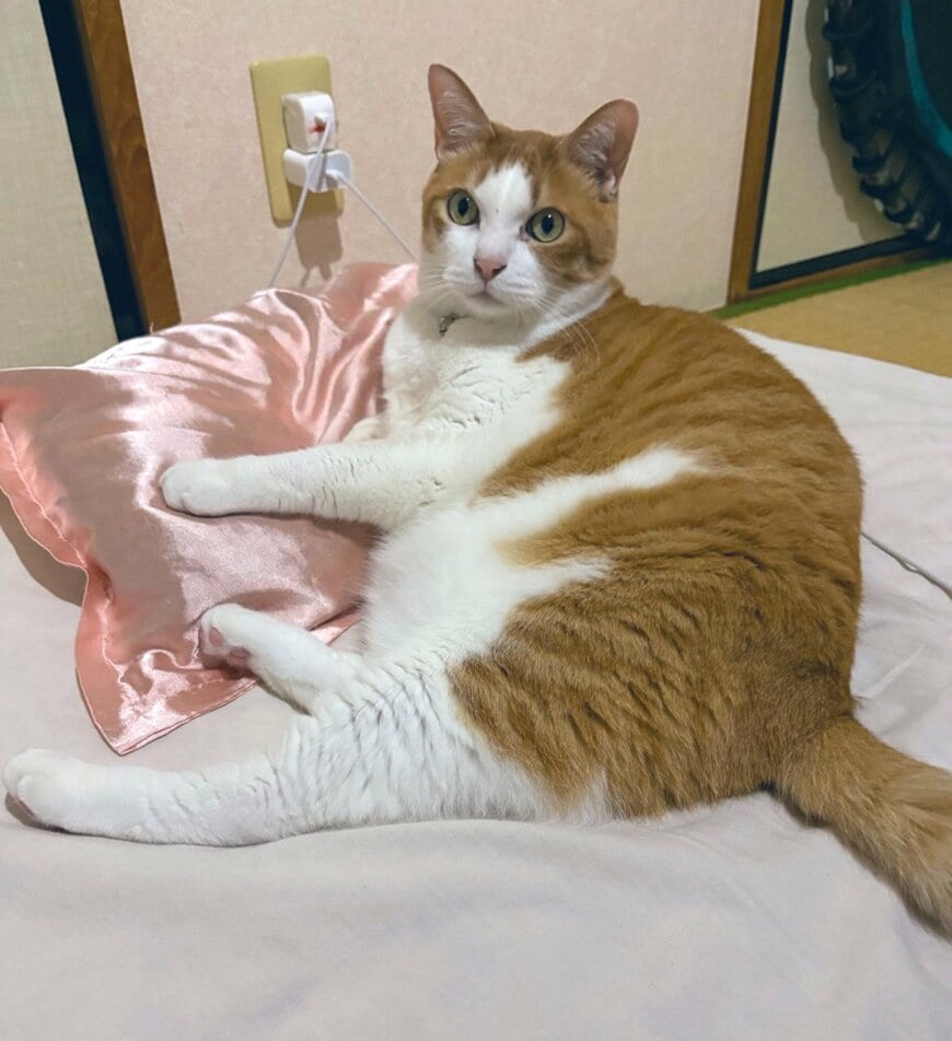 「驚きが顔に全部出てる」“普通の顔→びっくり顔”に変貌した猫ちゃんの表情に笑ってしまう