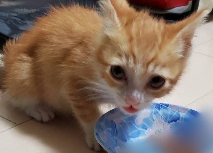 出所：@mero627puri914