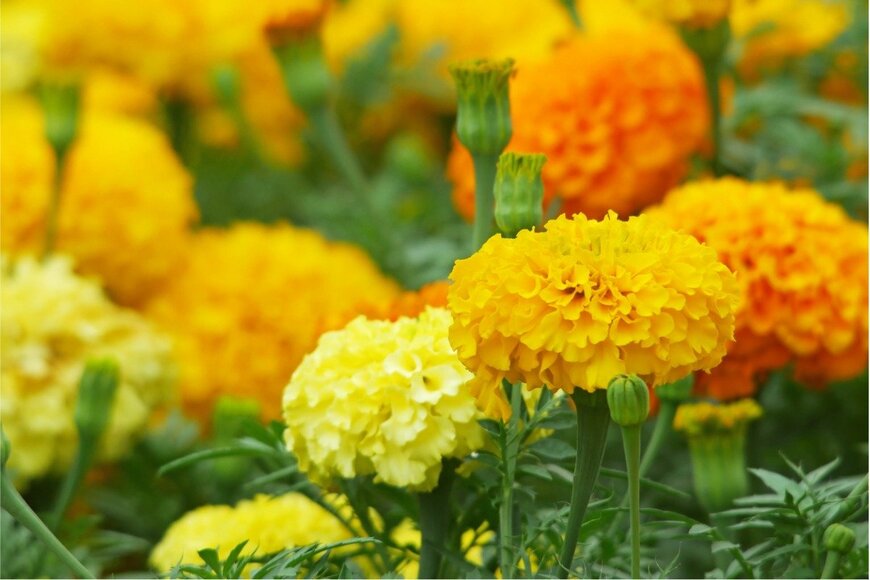 TrichopCMU/istockphoto.com