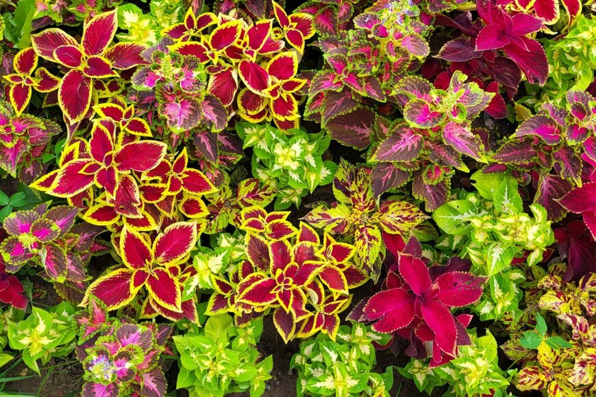 lubov62/shutterstock.com