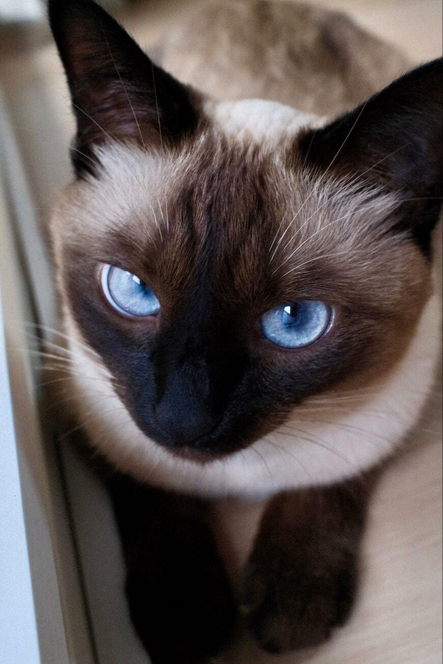 出所：@suzu_onikuha